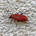 Voilà un insecte sorti du bois de chauffage !