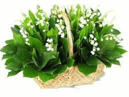 muguet (1)