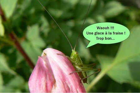 sauterelle_puce2