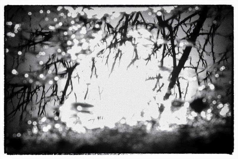 Flaques reflets soleil arbres 250121 2