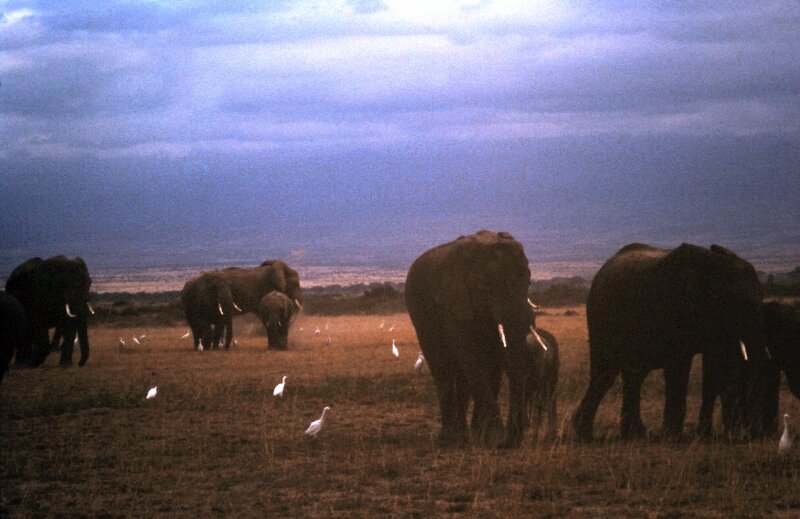 amboseli elephants troupeaux ii