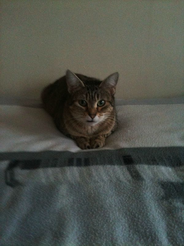 Chat Dort Au Dessus De Ma Tete Les bêtises de Oscar