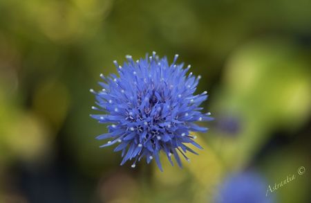 jasione