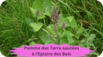 24 EPIAIRE DES BOIS(1)Pommes de terre sautées à l'épiaire des bois-modified