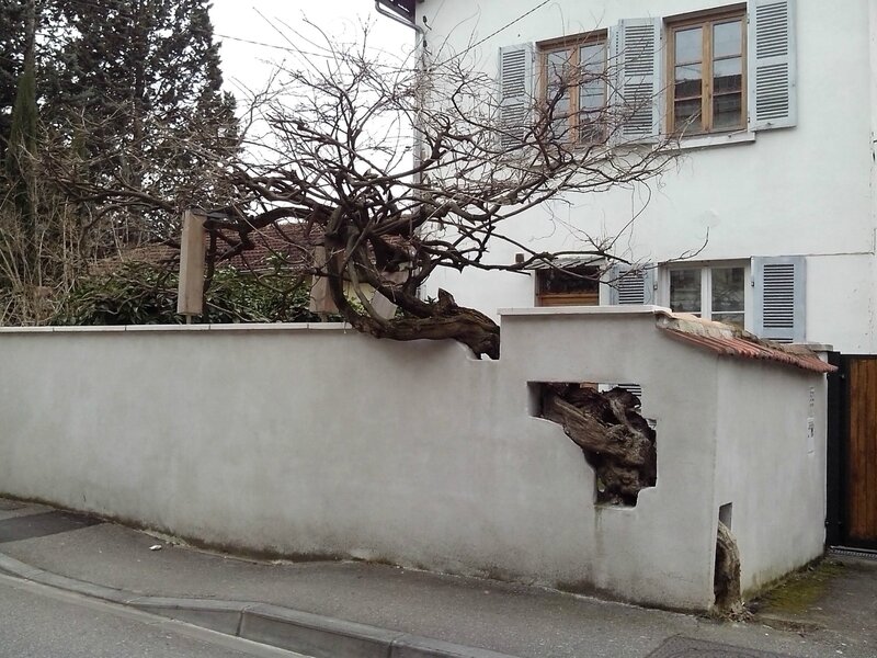 arbre dans mur5e