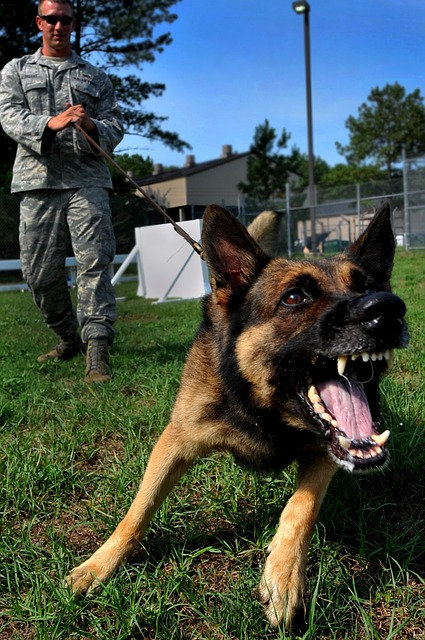 Maître-chien militaire