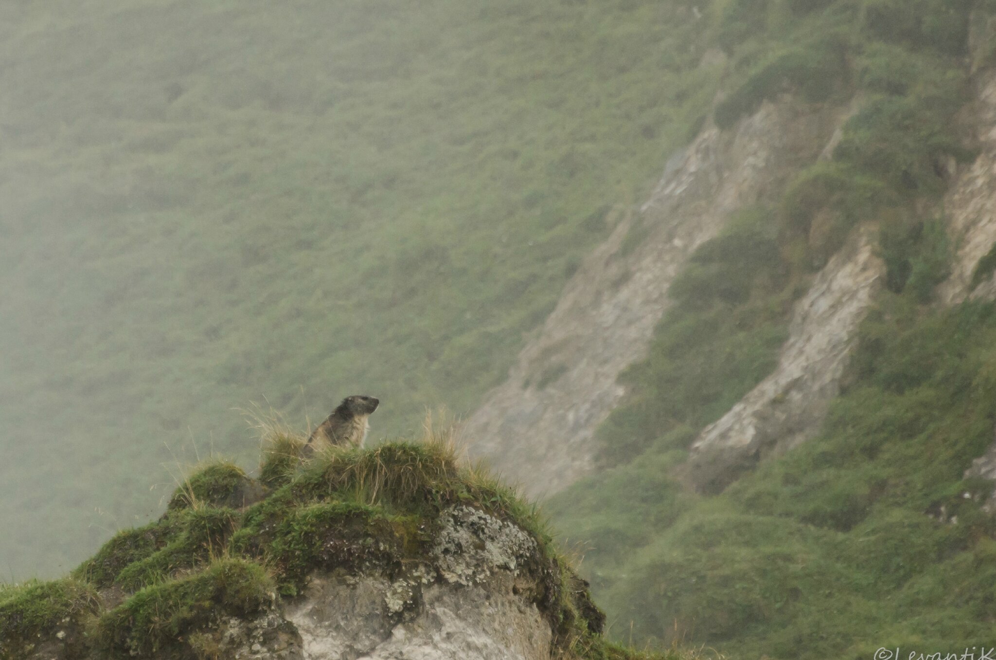 Marmotte des alpes - marmota marmota (5)