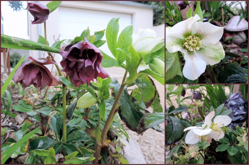 07 roses de Noël