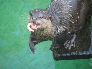 Loutre_3