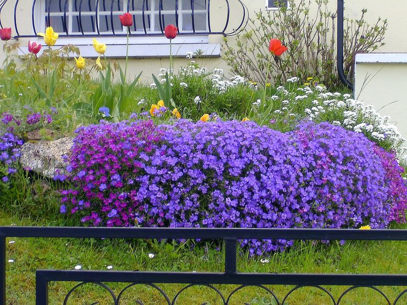 fleurs violettes - Photo de CHEZY au printemps - Chézy et autres beautés
