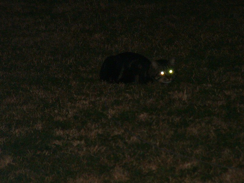 Cherchez Le Chat Dans La Nuit Photo De Anakin 06 Fanny S Blog