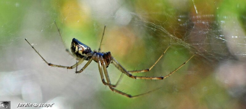 Neriene radiata