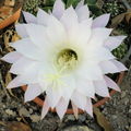 fleur de cactus 2