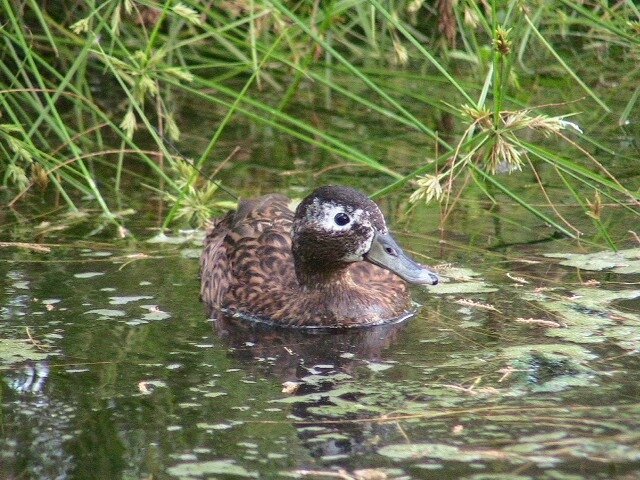 CANARD DE LAYSAN