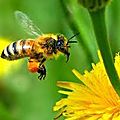 Les abeilles sont capables de manipuler des idées abstraites