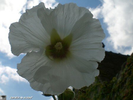 7278_Rose_tremiere