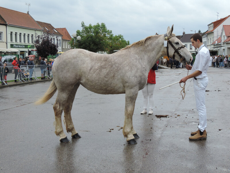 Island des Tilleuls - 13 Octobre 2019 - Concours de Poulains - Hucqueliers (62) - 1ere (Boulonnaises nées en 2018) & Championne Suprême