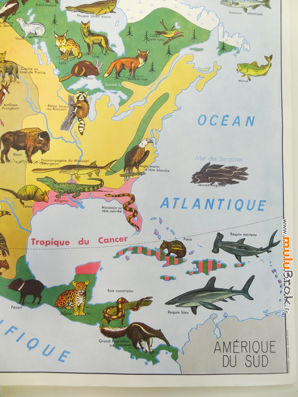 CARTE-Amérique-Nord-végétation-faune-4-muluBrok-Vintage