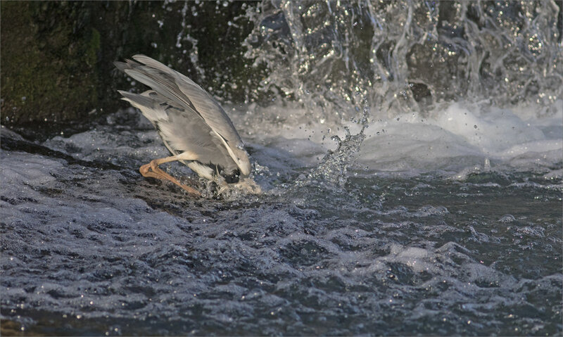 ville oiseau héron pêche 100419 ym 2
