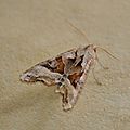 Phlogophora meticulosa (la méticuleuse , la craintive )