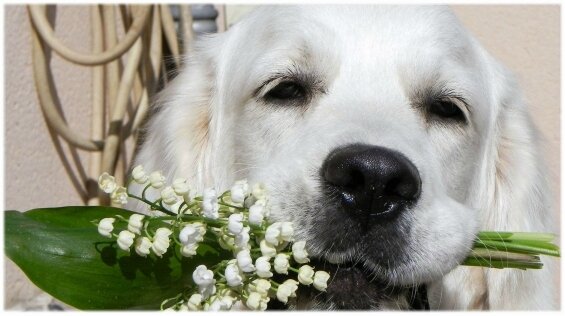muguet (2)