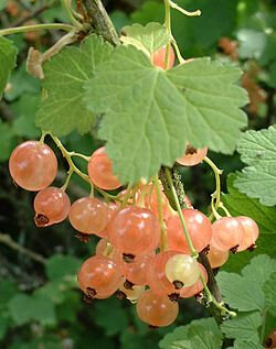 Groseilles_blanches