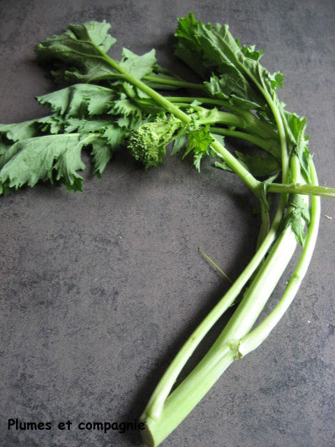 Penne Cima Di Rapa - Plumes et compagnie