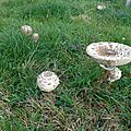 Coulemelle, macrolepiota procera...