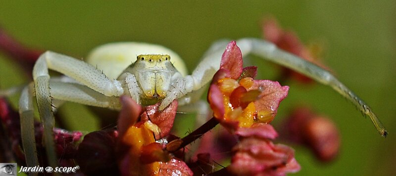 Thomise variable • Thomise misumena vatia