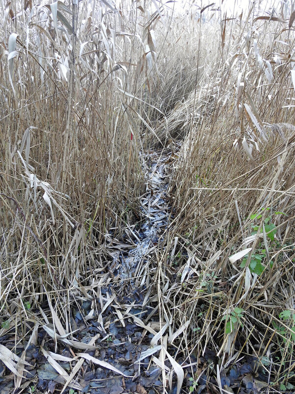  Coulée de Chevreuil (Capreolus capreolus).