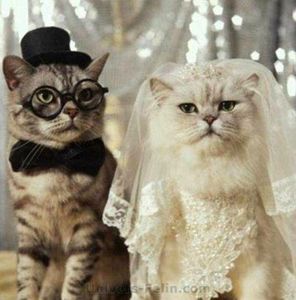 big_2247_mariage_chat[1]
