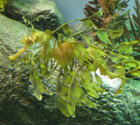 seahorse4