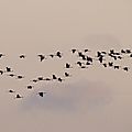 IMG_0015 - Copie