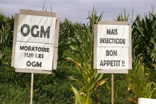 1050957_7_6836_pancartes-anti-ogm-dans-un-champ-de-mais-a_3c0b1fbebbee5a9ae17c1417e7b4e7a9