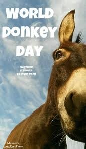 Celebrating World Donkey Day! #Maverick #LongEarsFarm | Donkey ...