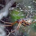 Money spider • Neriene radiata • famille des Linyphiidae