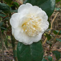 Ces fleurs immaculées bravent les frimas de février