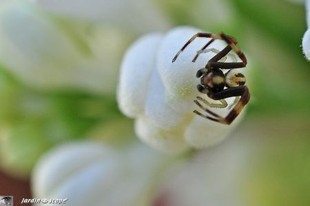 Thomise variable mâle • Thomise misumena vatia
