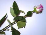 Copie_de_rrose