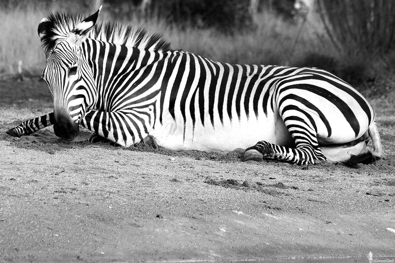 guilizebre3