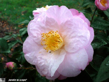 Camellia japonica Dr Tinsley