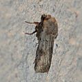 Agrotis cinerea ( La Noctuelle Cendrée)