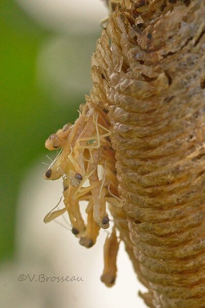 mantes-naissance