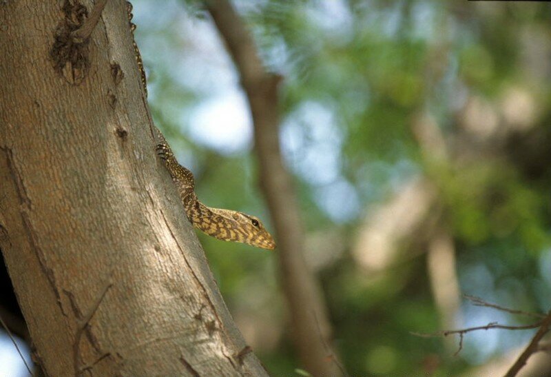 Varanus nebulosus