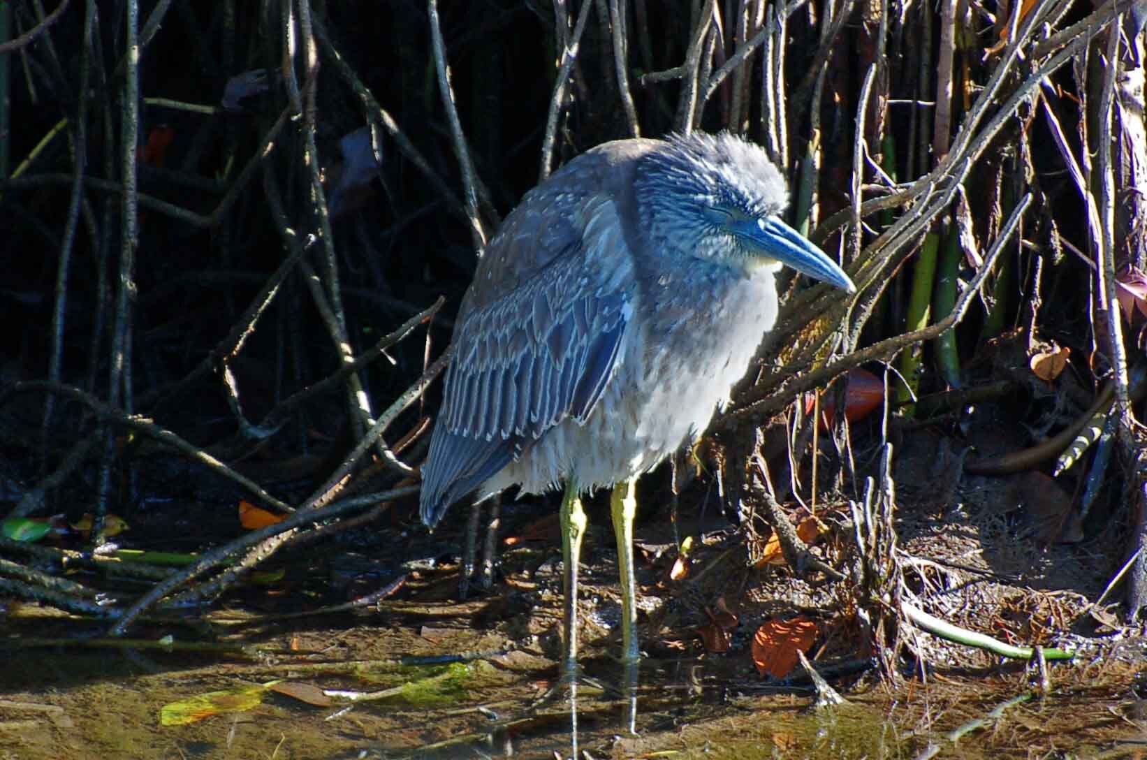 Floride 1 Oiseaux Et Compagnie