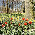 Z-9796 Keukenhof 2015