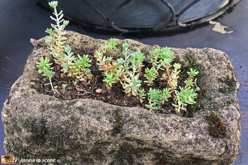 Sedum