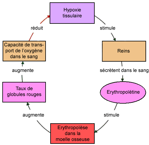 II)2. L’érythropoïétine eee eeeeeee Schéma du - L ... II)2. L’érythropoïétine eee eeeeeee Schéma du - L ...