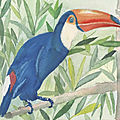 Toucan_aquarelle
