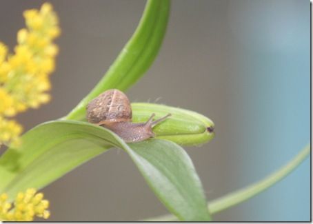 bouquet escargot-21